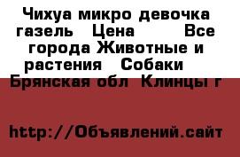 Чихуа микро девочка газель › Цена ­ 65 - Все города Животные и растения » Собаки   . Брянская обл.,Клинцы г.